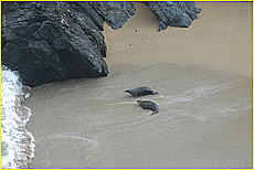 Cornwall Tourism Magazine - Beaches in Cornwall - Porth Joke